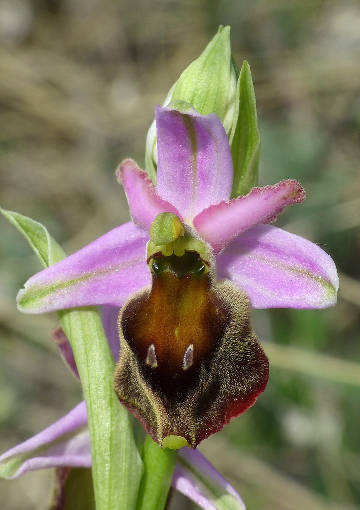 Ophrys crabronifera nellAbruzzo aquilano - aprile  2022.